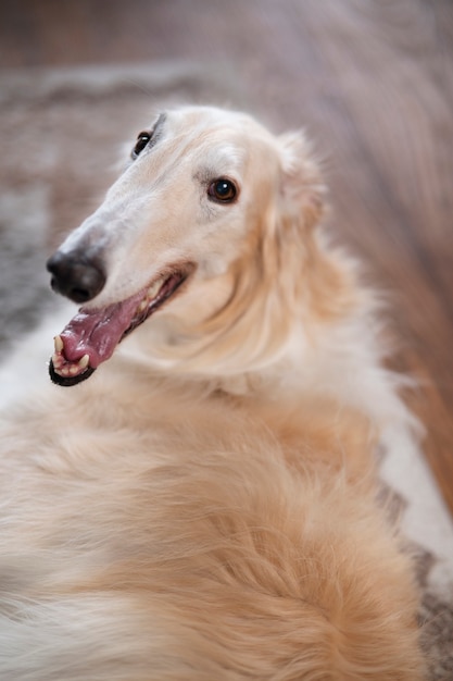 Lindo perro galgo relajante en el interior