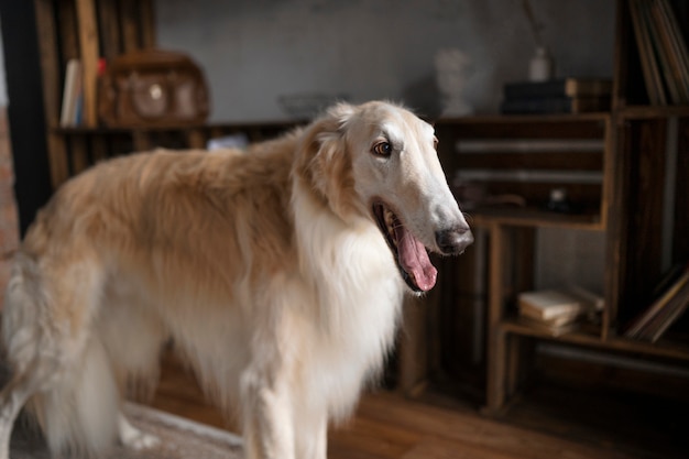 Lindo perro galgo relajante en el interior