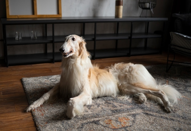 Lindo perro galgo relajante en el interior