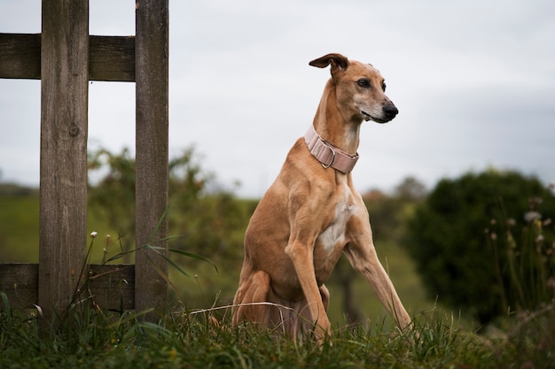 Lindo perro galgo sentado al aire libre