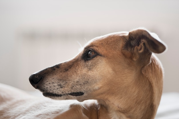 Foto gratuita lindo perro galgo sentado en el interior