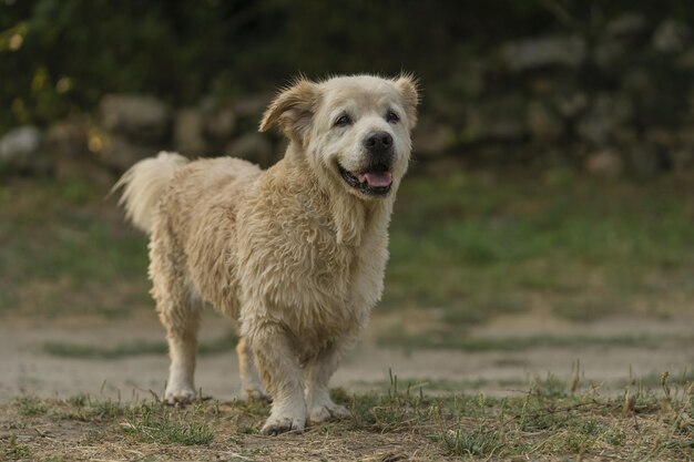 Lindo perro golden retriever con enanismo nadando en el río