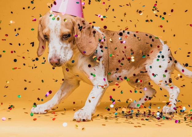 Lindo perro con gorro de fiesta y confeti