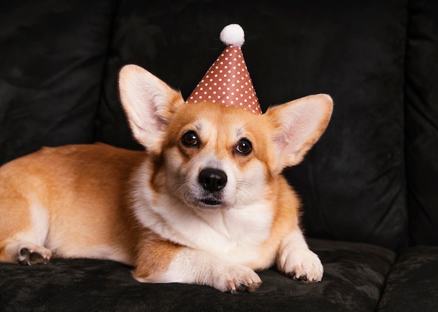 Lindo perro con gorro de fiesta en el sofá