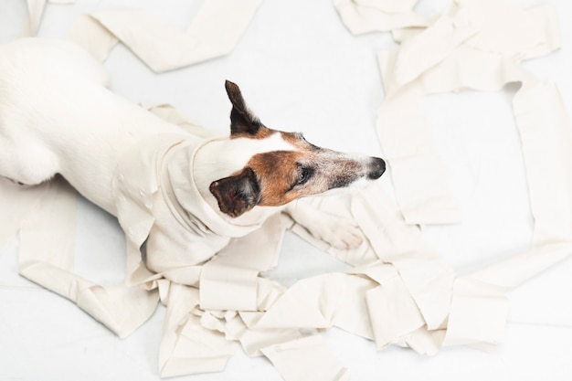 Lindo perro haciendo lío con papel de fumar