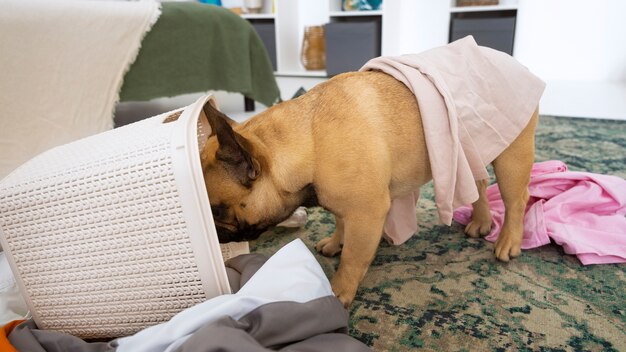 Lindo perro haciendo un lío con la ropa en casa