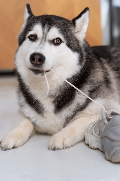 Lindo perro husky mordiendo cordones de zapatos en casa