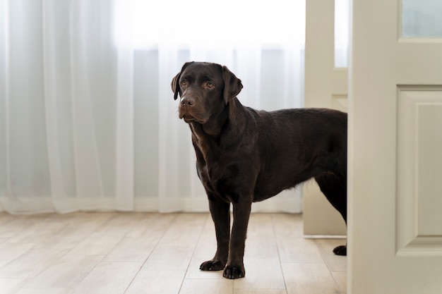 Lindo perro en el interior con puertas abiertas