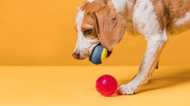 Lindo perro jugando con pelotas de goma