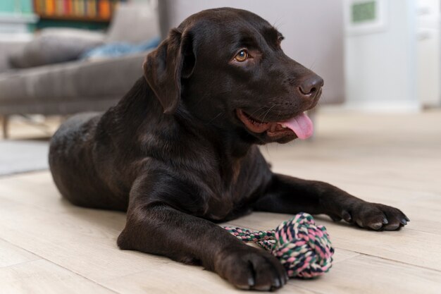 Lindo perro con juguete tirado en el piso