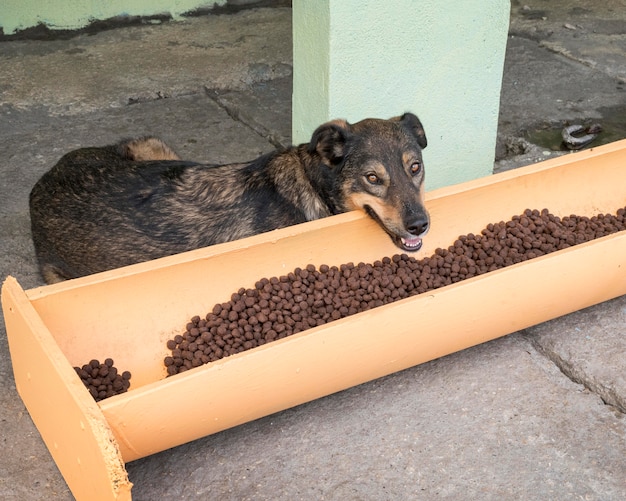 Lindo perro junto a la comida a la espera de ser adoptado.