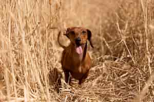 Foto gratuita lindo perro con lengua afuera en la naturaleza