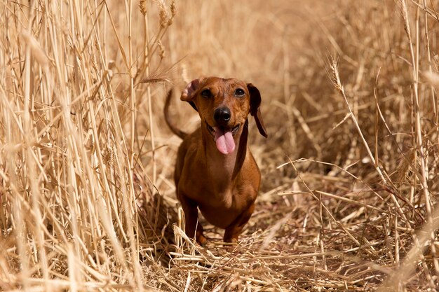 Lindo perro con lengua afuera en la naturaleza