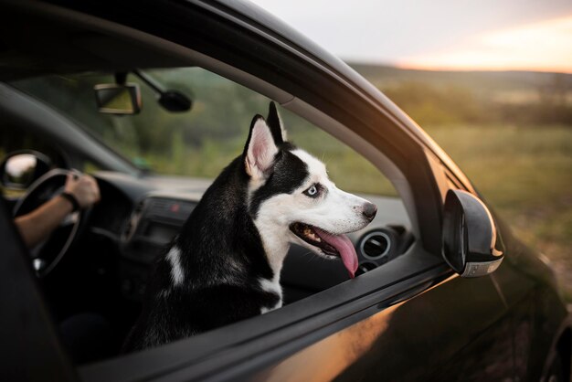 Lindo perro con lengua fuera