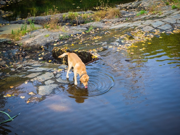 Lindo perro marrón bebiendo agua en un lago durante el día