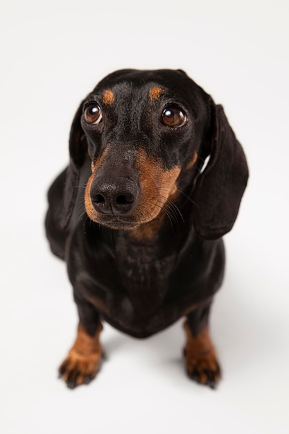 Foto gratuita lindo perro mirando hacia arriba en un estudio.