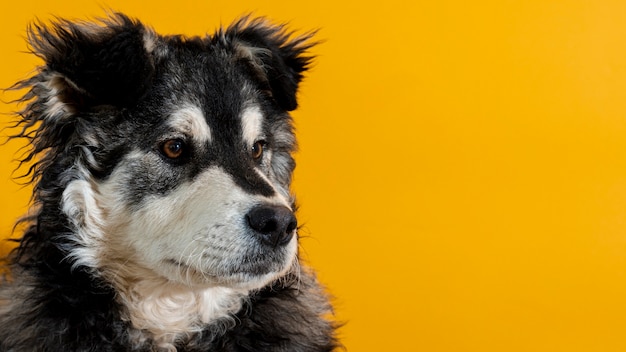 Foto gratuita lindo perro mirando a otro lado sobre fondo amarillo