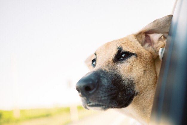 Lindo perro de montaña de Formosa marrón mirando por la ventana de un coche durante el día