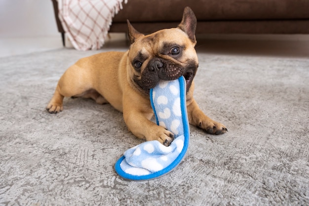 Lindo perro mordiendo chanclas en casa