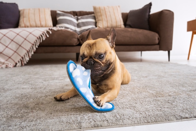 Lindo perro mordiendo chanclas