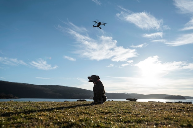Lindo perro en la naturaleza con drone