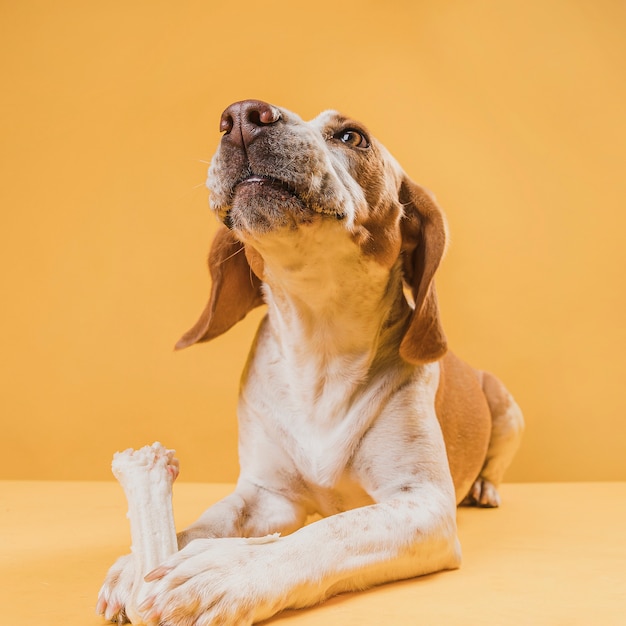 Foto gratuita lindo perro orgulloso sosteniendo un hueso