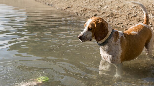 Lindo perro parado en el agua