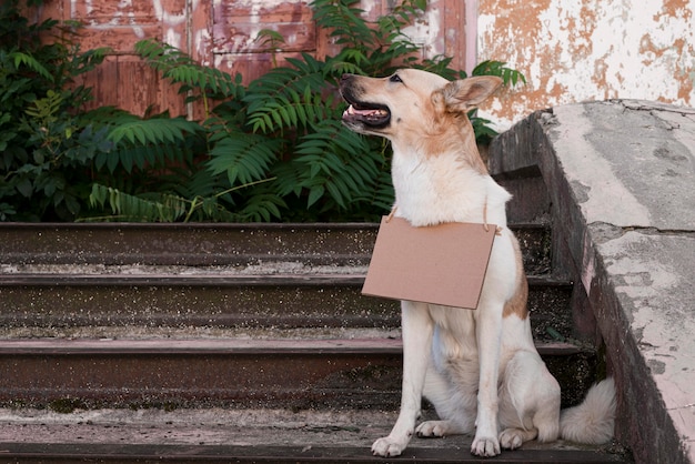 Lindo perro parado en las escaleras con banner