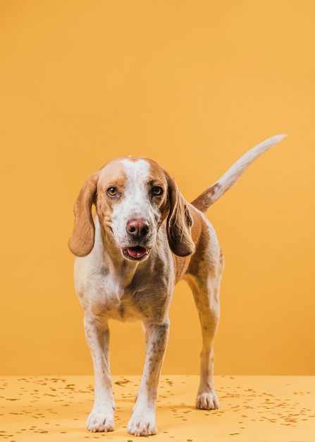 Foto gratuita lindo perro parado frente a una pared amarilla