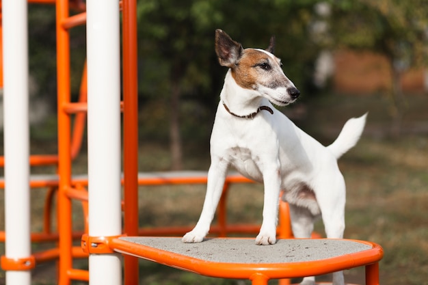 Lindo perro en el parque infantil