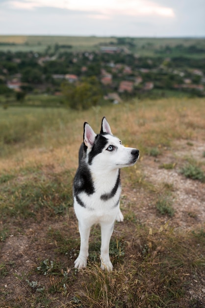 Lindo perro pasar tiempo al aire libre