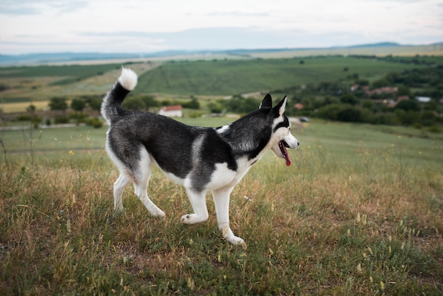 Lindo perro pasar tiempo en la naturaleza