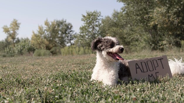 Lindo perro en pasto con signo de adopción
