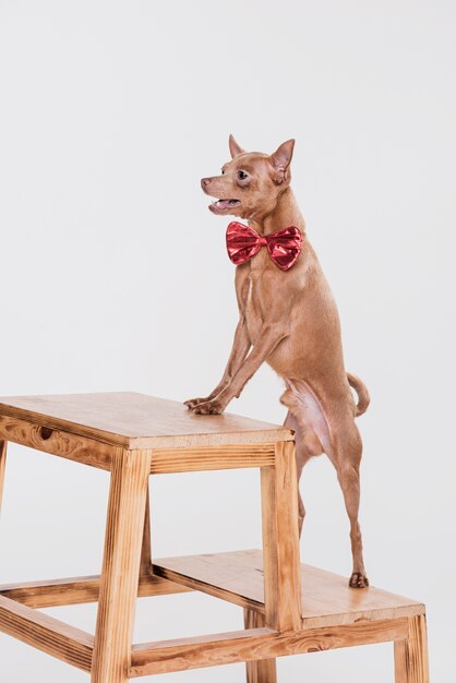 Lindo perro pequeño en una escalera