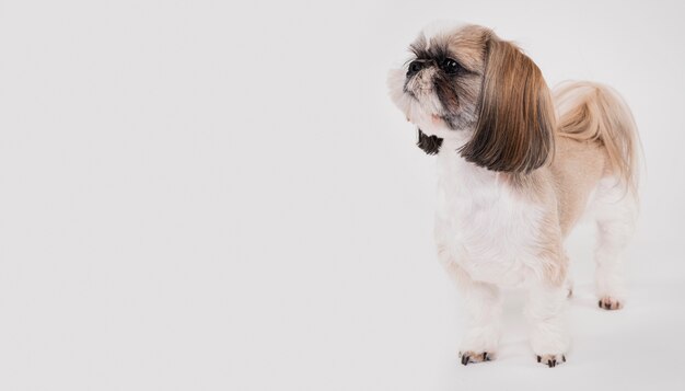 Lindo perro pequeño con espacio de copia