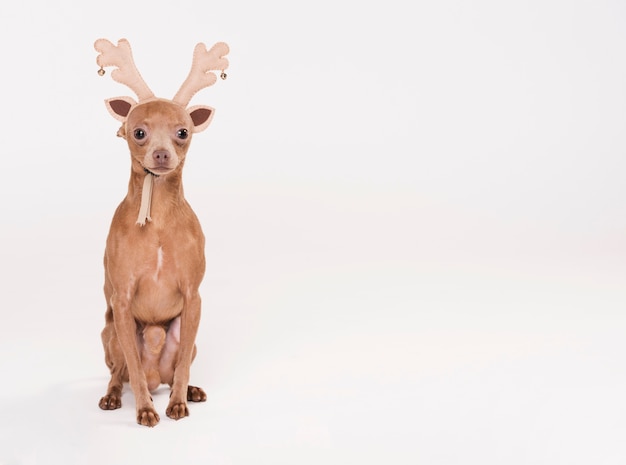 Lindo perro pequeño con espacio de copia