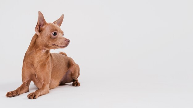 Lindo perro pequeño con espacio de copia