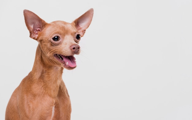 Foto gratuita lindo perro pequeño con espacio de copia