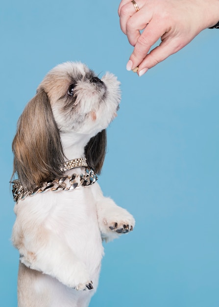 Lindo perro pequeño de pie