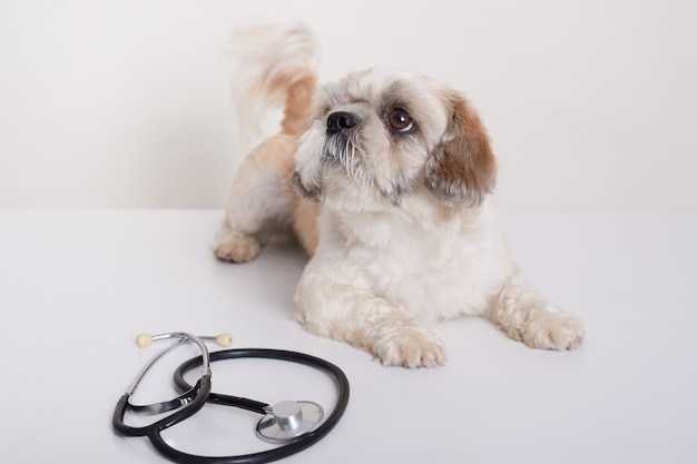Lindo perro pequinés acostado en la mesa con estetoscopio en clínica veterinaria
