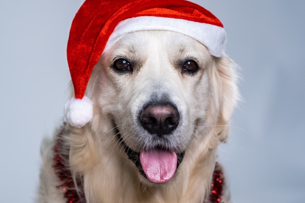 Lindo perro perdiguero con un sombrero de Navidad