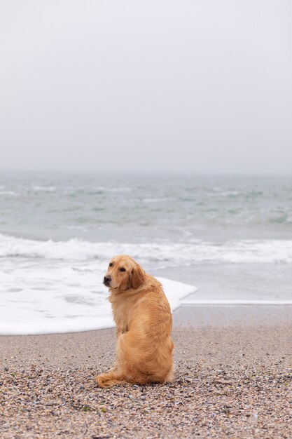 Lindo perro en la playa