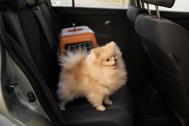 Foto gratuita lindo perro con portador en coche