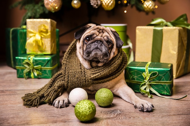 Lindo perro puesto delante de regalos para navidad