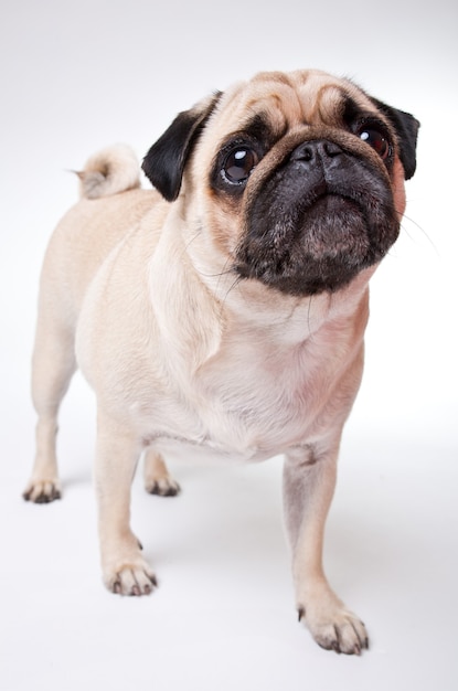 Lindo perro Pug aislado en una pared blanca