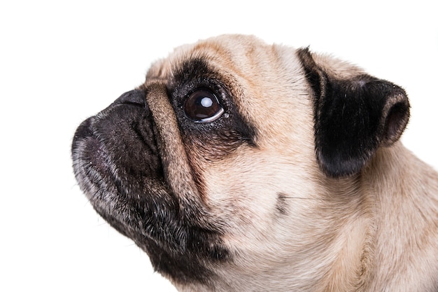 Lindo perro Pug aislado en una pared blanca