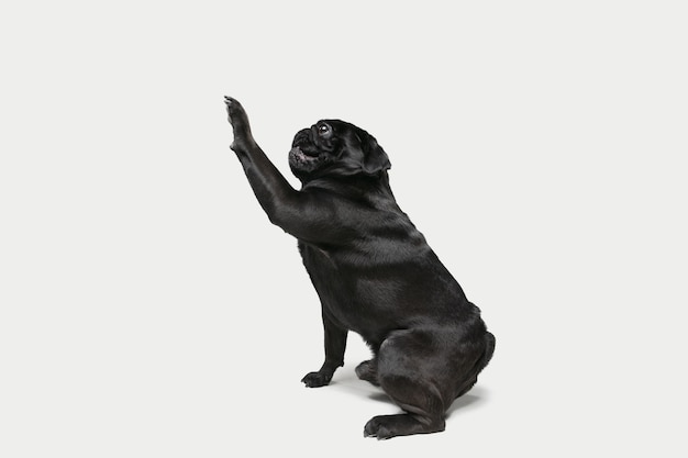 Foto gratuita lindo perro pug negro juguetón