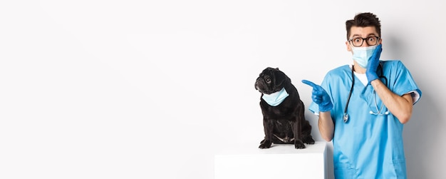 Foto gratuita lindo perro pug negro con mascarilla mirando a la izquierda en el banner promocional mientras el médico en la clínica veterinaria poi