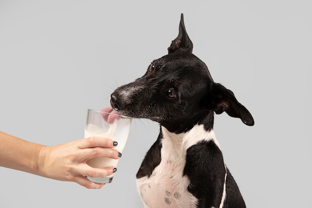 Lindo perro recibiendo leche de su dueño