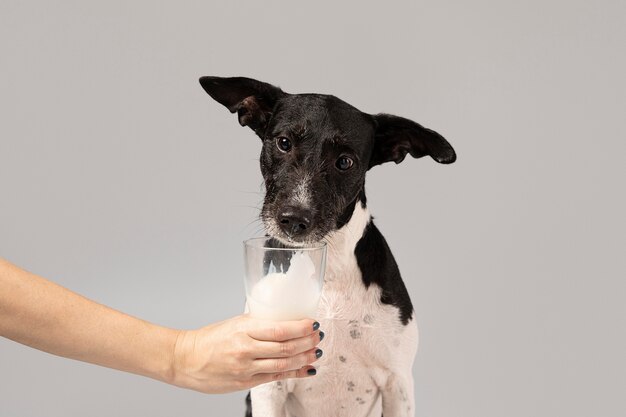 Lindo perro recibiendo leche de su dueño